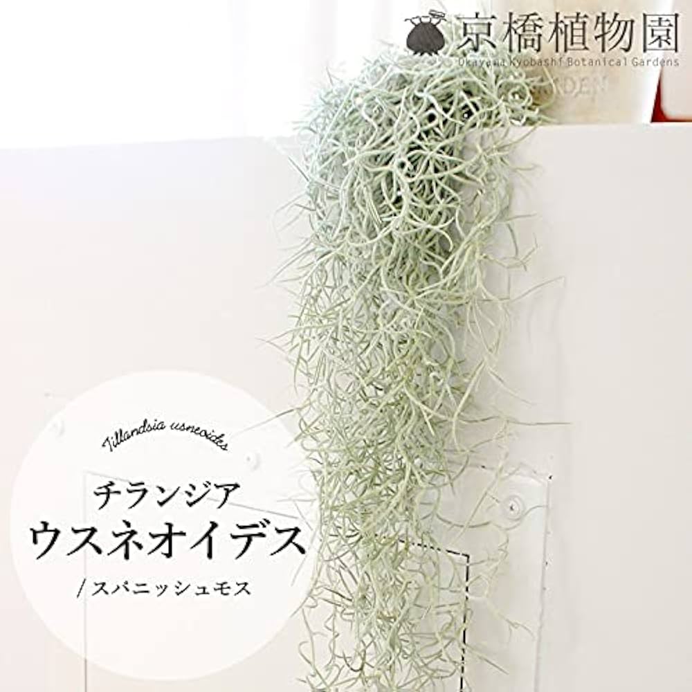 Amazon｜【エアプランツ】チランジア・ウスネオイデス
